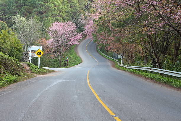 istock Thai Sakura, Doi Angkhang, Chiangmai 623612950