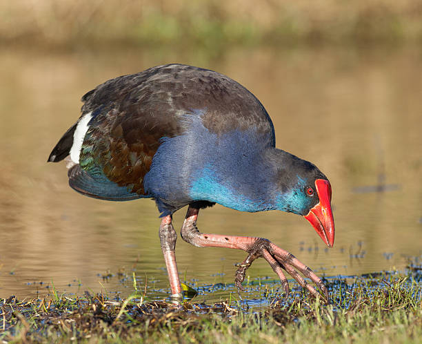 Purple Swamphen Various subspecies of the Purple Swamphen occur in the Mediterranean countries, Africa, tropical Asia, Australasia (where this example was photographed), Indonesia, and the Philippines. pukeko western australia animal bird stock pictures, royalty-free photos & images