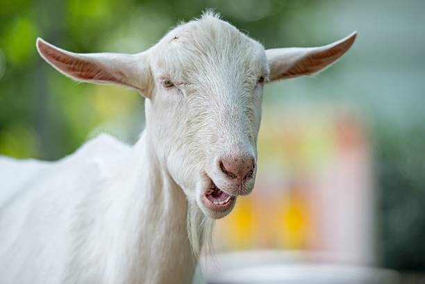 istock goat posing at a country farm 623614612