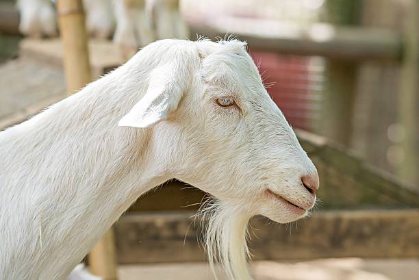 istock goat posing at a country farm 623614814