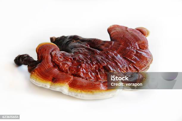 Ganoderma Red Red Ganoderma On White Background Stock Photo - Download Image Now ...