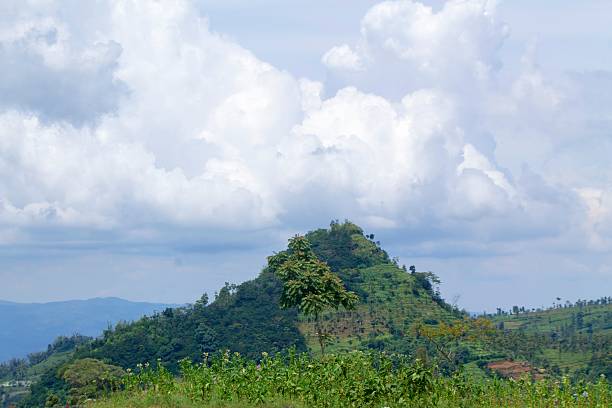 Landscape with tobaco plantations in Highlands, central of java.