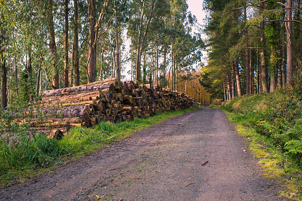 istock stack lumber in forest park,Northern Ireland 623615998