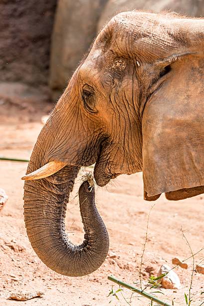 istock African Elephant (Loxodonta Africana) feeding time at the zoo 623616358