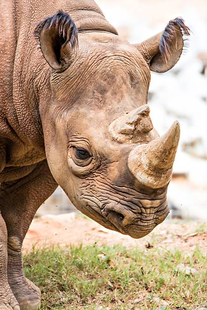 istock rhinoceros enjoying on green grassy meadow 623618622