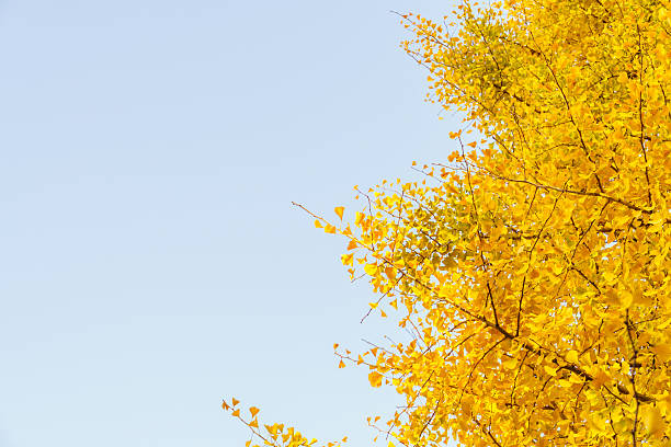 istock Ginkgo trees in autumn 623619776