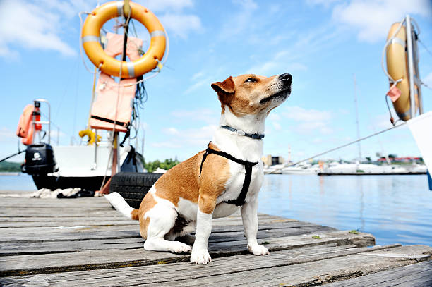 istock rescue dog on the docks. 623620560