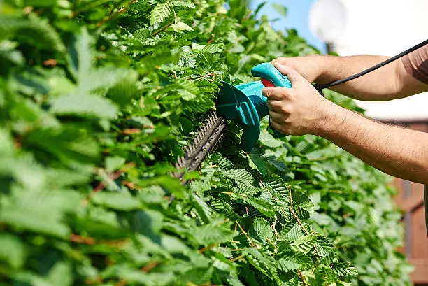 Cutting a hedge, gardening