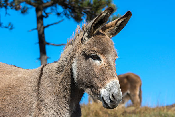 donkey in Liguria stock photo