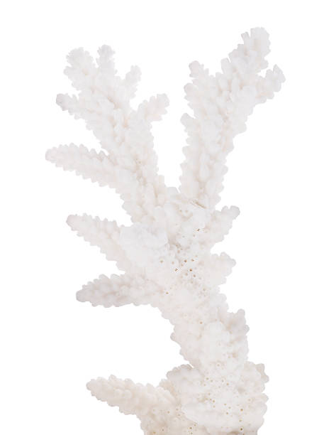 istock white isolated coral small branch 623622296