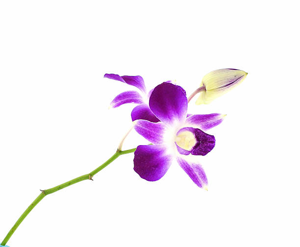istock purple orchid isolated on white background 623664284