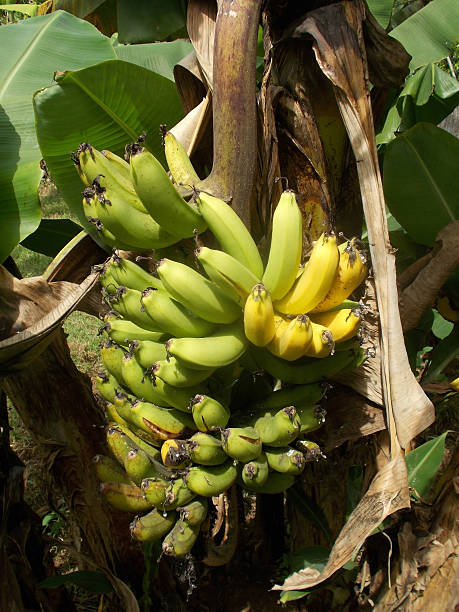 istock Bunch of banana at the tree 623667432