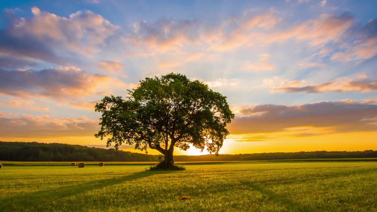 DS Solitary tree at sunrise