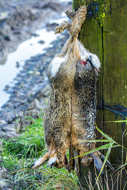 istock hunting european brown hare 623673408