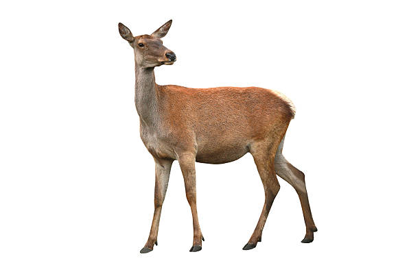 deer deer isolated on a white background doe stock pictures, royalty-free photos & images