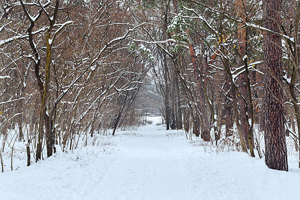 istock Pine forest in the winter with a long road 623674606