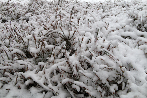 Eingeschneites Heidekraut - Snowed heather