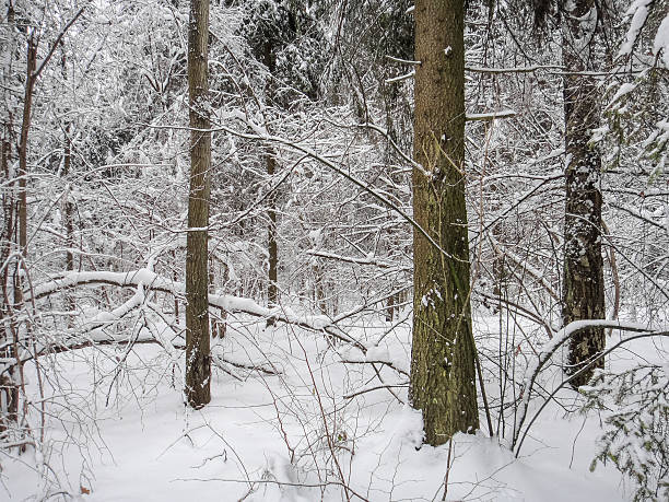 istock Winter forest landscape. Snow-covered trees and branches 623679288