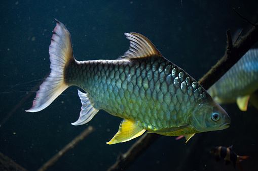 Java barb (Barbonymus gonionotus), also known as the silver barb.
