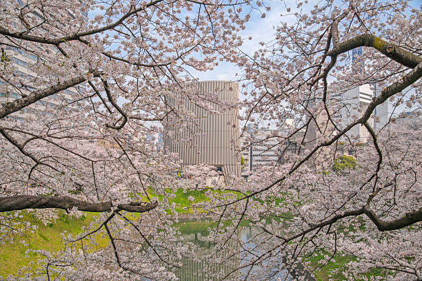 istock Pink Cherry blossoms in spring japan 623681118