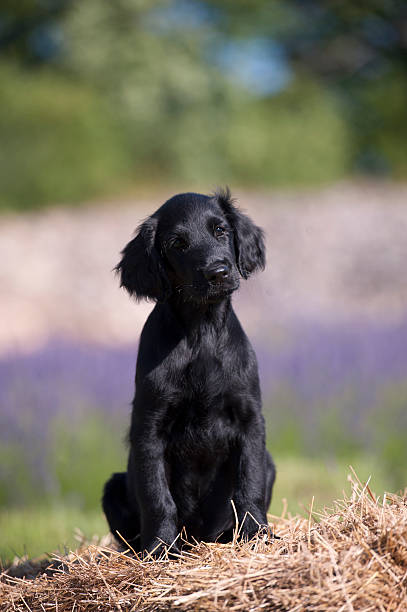 istock Black retriever puppy on the farm 623682434