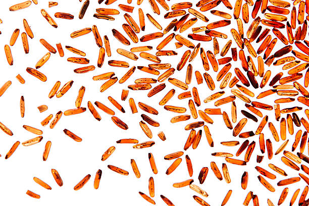 Red rice close-up on white background. Red rice close-up on white background. Pattern wild brown unpolished rice for vegetarians. genmai stock pictures, royalty-free photos & images
