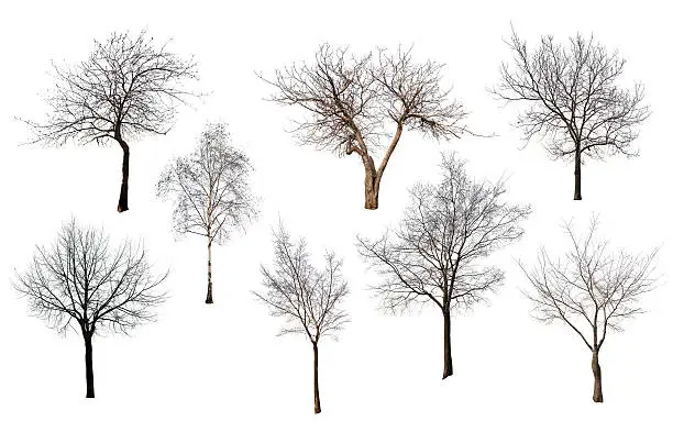 Photo of set of eight trees without leaves