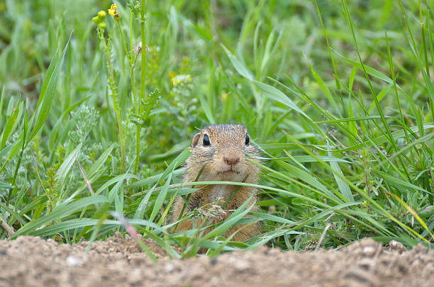 istock Cute European ground squirrel (Spermophilus citellus, Ziesel, Gopher 623684228