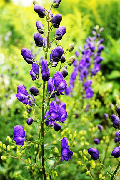 aconitum napellus ( cagoule de moine ) fleur - monkhood photos et images de collection