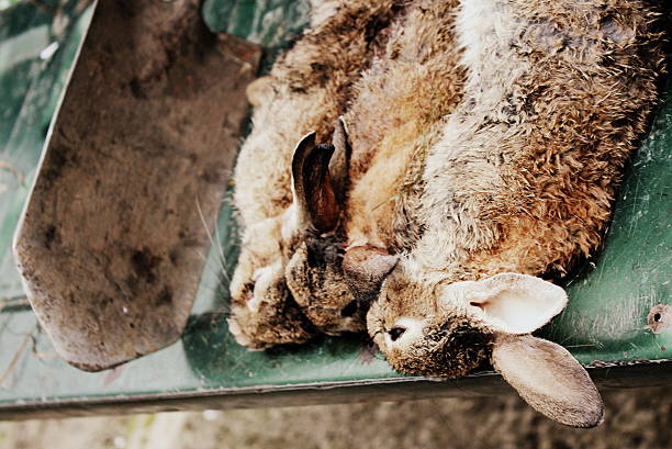 Three rabbits and a spade lay on the back of a pick up truck prior to being prepared for the kitchen.  Photo taken in West Yorkshire UK, with a Canon EOS 1200D SLR Digital camera.