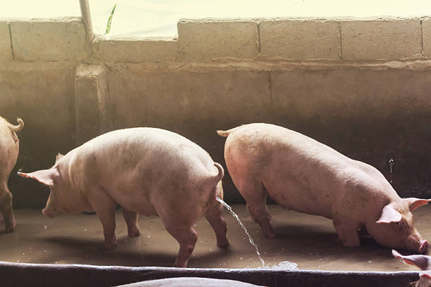 istock Lean hogs in a farm, closeup of photo 623690634