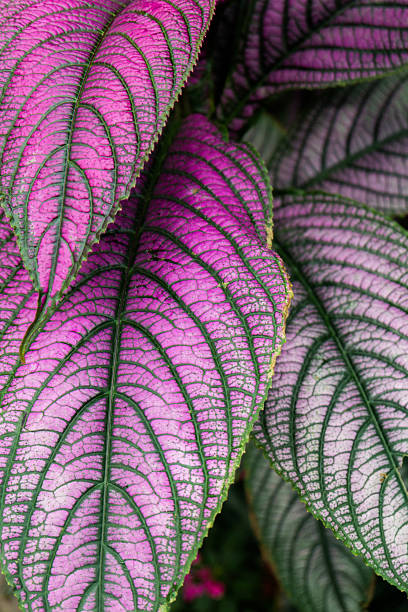 istock Big purple and green leaves 623690680