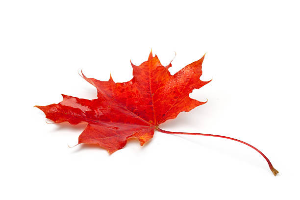 istock Close-up of autumn maple leaf isolated on a white background 623690906