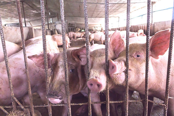 istock Lean hogs in a farm, closeup of photo 623691254