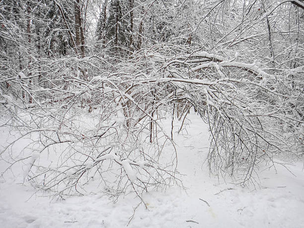istock Winter forest landscape. Snow-covered trees and branches 623691600