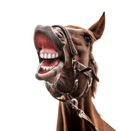 Funny portrait of smiling horse with unreal white teeth isolated on  white background. Clipping path included