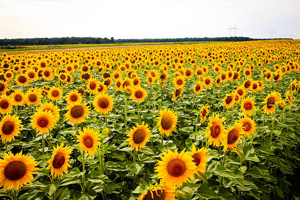 istock Sunflowers on the field 623693026