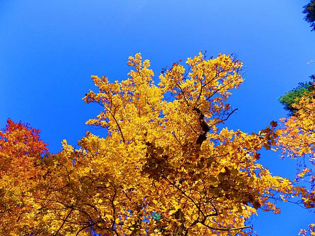 istock Yellow leaves on deciduous trees during autumn 623695644