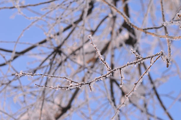 istock Crystals of ice on a tree branch 623697292