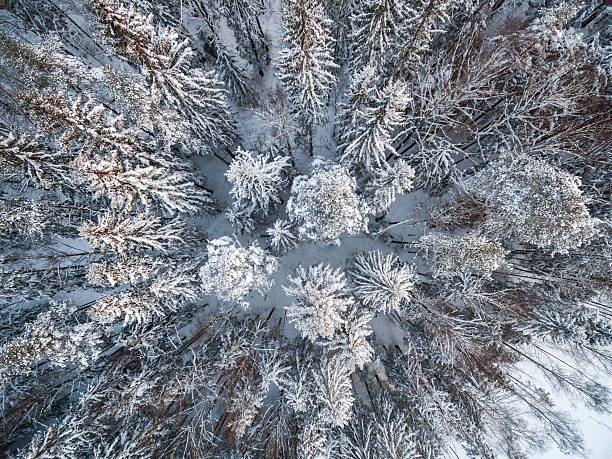 istock Snowy winter forest with a bird's eye view 623697380