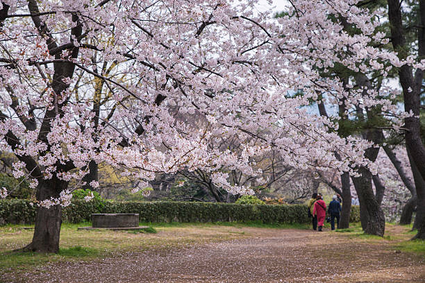 istock Pink Cherry blossoms in spring japan 623697534