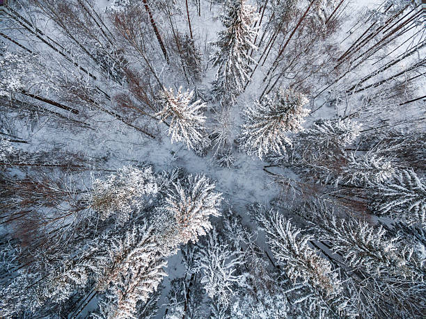 istock Snowy winter forest with a bird's eye view 623697730