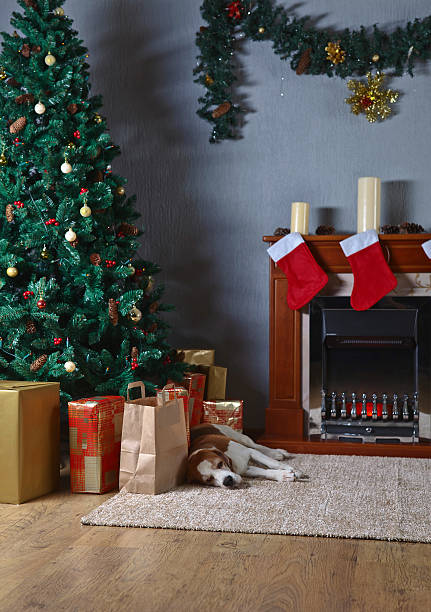istock beagle on the carpet with Christmas gifts 623698140