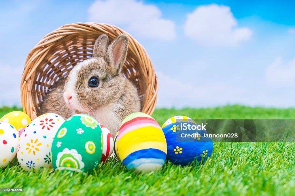 Rabbit and Easter eggs Animal Stock Photo