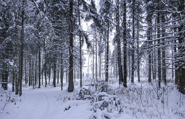 istock Snowy forest at winter. Russia 623703592