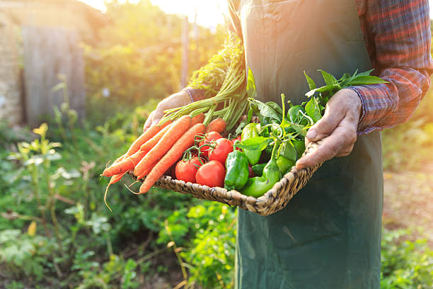 istock Unrecognizable farmer carrying basket with vegetables 623704086