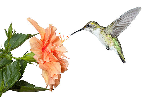 Hummingbird and Hibiscus With its wings stopped and frozen in mid air; a ruby throated hummingbird hovers over a fully bloomed hibiscus in search of pollen and nectar. Isolated on a white background. rosa chinensis stock pictures, royalty-free photos & images