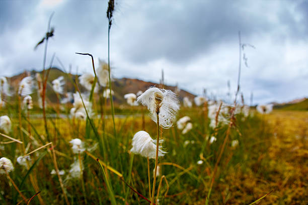 istock Valley National Park Landmannalaugar, Iceland 623706128