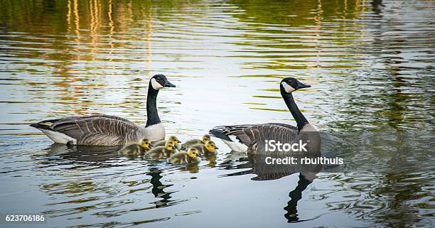Happy Family Canadian Goose Stock Photo - Download Image Now - Animal, Animal Family, Canada Goose