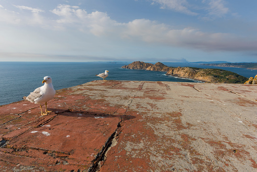 Seagulls in Cies Islands (Pontevedra - Spain).